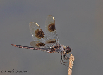 Brachymesia gravida, female